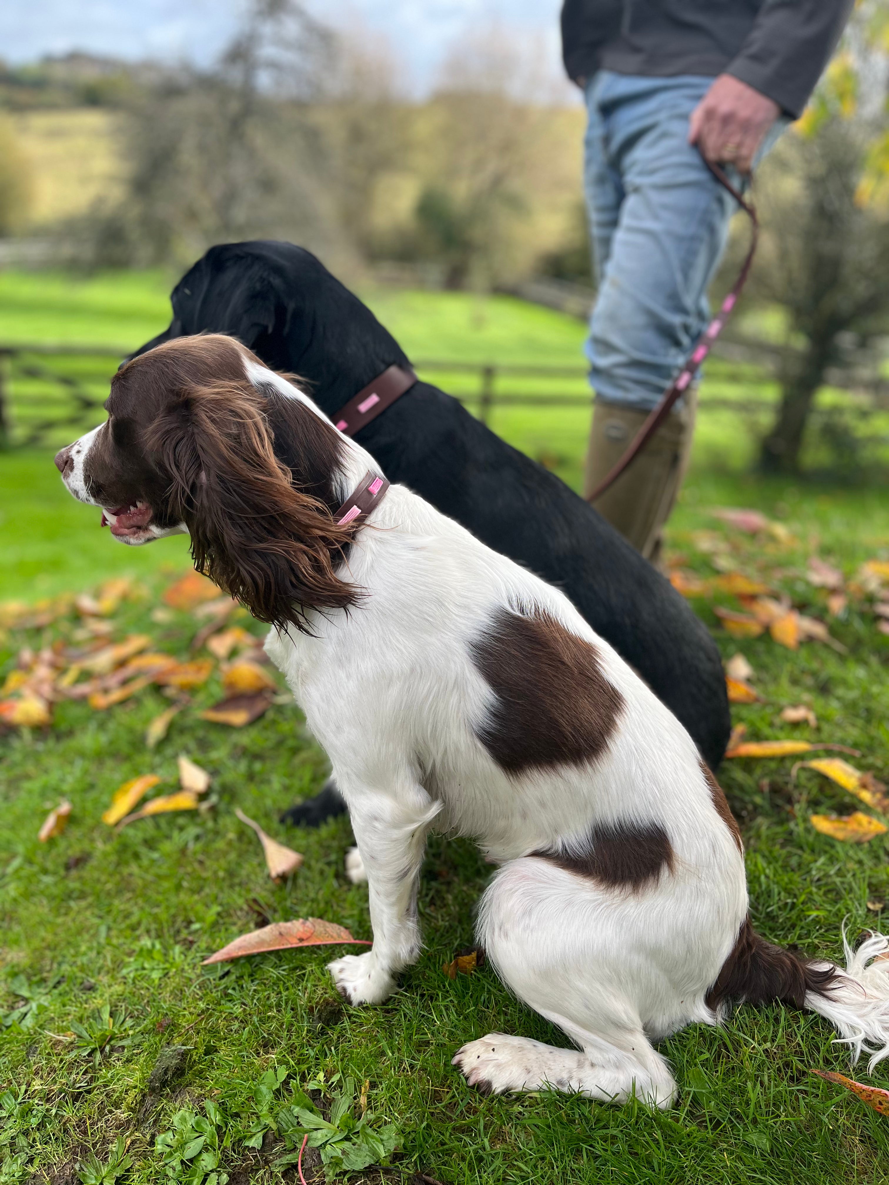 British dog lead hot sale